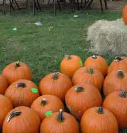 A few of the pumpkins at our annual Pumpkin Patch.